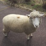 ひつじ数える