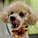 犬にあげてはいけないもの