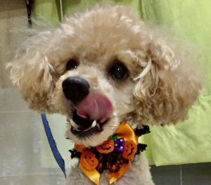 犬にあげてはいけないもの
